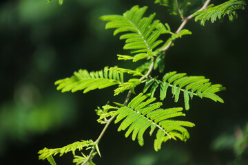 ACACIA BRANCH WITH GREEN LEAVES AND UNFOCUSED BACKGROUND AND SPACE FOR TEXT