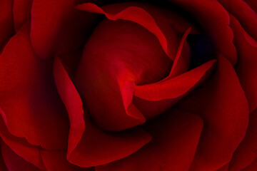 rose rouge en gros plan