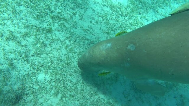 Dugongo. Sea Cow in Marsa Alam. Marsa Mubarak bay.