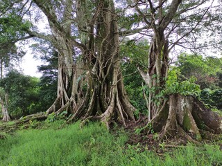 trees in the forest