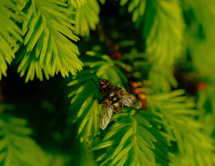 fly on green