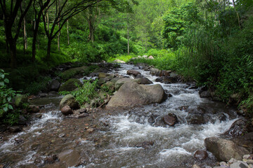 stream in the forest