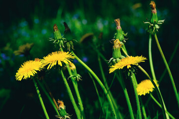 dandelions in the grass