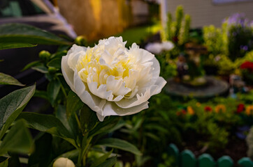 blossoming white peonies