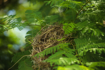 nest of birds made of dry hay and cotton in the branches of an acacia tree