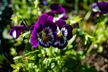 blooming pansies