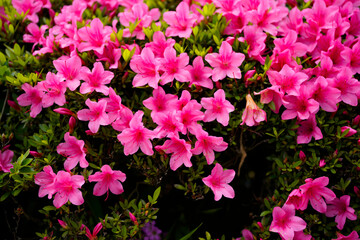 Yasaka Shrine in Kyoto.