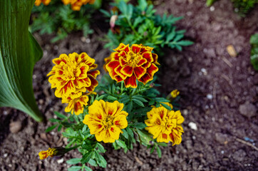 blossoming marigolds