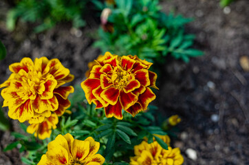 blossoming marigolds