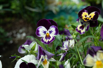 blooming pansies