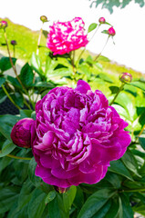 blossoming red peonies
