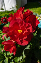 blossoming begonia