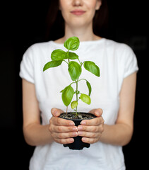 A girl in a white T-shirt is holding a pot with a green basil plant. Growing seedlings at home. Delicious and healthy food for salad at home.