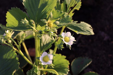 blossoming strawberry with leaves as a background