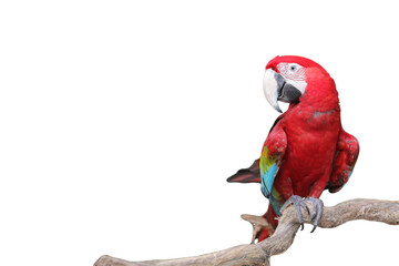 Red macaw parrot on white background
