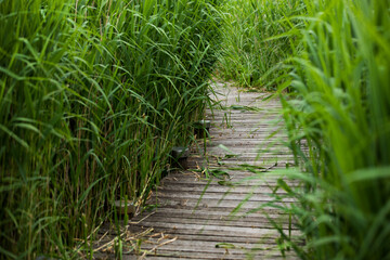 wooden bridge among the grasses on the pond