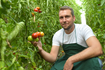 farmer in greenhouse growing and harvesting tires tomatoes for sale