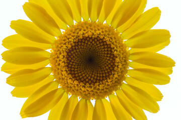 Marguerite jaune en gros plan sur fond blanc
