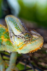 wild green and yellow chameleon lizard outdoor