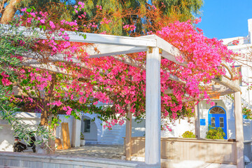 Greece Mykonos, bougainvillea pergola wide view