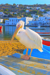 Greece, Petros famous pelican of Mykonos - 439869213