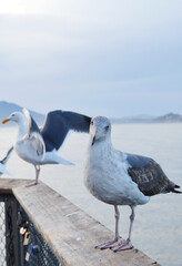 Close up photo of Western Gull, land on the fence near Pier 39, San Francisco Fisherman's Wraft, CA, USA