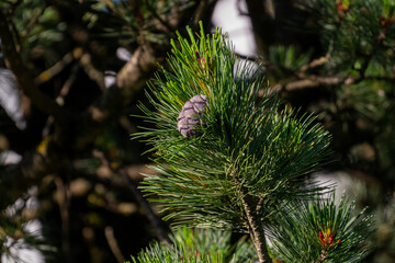 Fototapeta premium a cone from a swiss stone pine - pinus cembra - in summer on the mountains