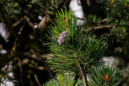 a cone from a swiss stone pine - pinus cembra -  in summer on the mountains