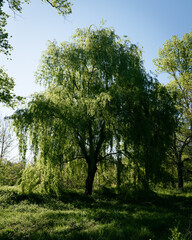 Weeping willow tree on a sunny day © Vincent