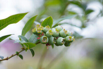 Blueberry. Fresh and organic blueberries plant growing in the garden