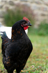 Hen portrait closeup with great detail