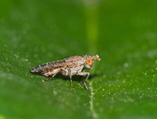Marsh fly Dictya genus (Sciomyzidae) resting on a leaf in Houston, TX. Ventral macro view with copy space.