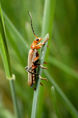 Macro shot of a Cantharis livida insect hanging on a grass
