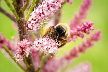 Bee foraging on a flower macro shot