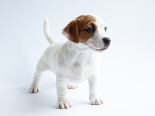 jack russell terrier puppy