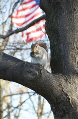 A squirrel eating an acorn on a tree branch at a Washington DC park with American flag in the background. 