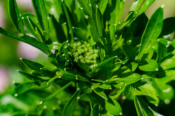 Beautiful green flower spice parsley close-up. macro photo