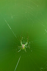 Lined Orb Weaver A1R_7680