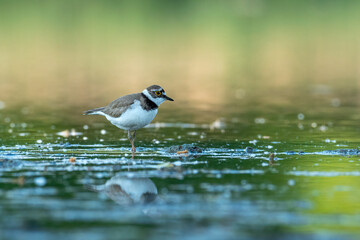 Beautiful nature scene with Little ringed plover (Charadrius dubius). Little ringed plover (Charadrius dubius) in the nature habitat.