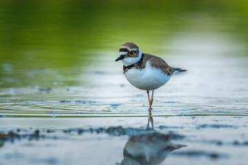 Beautiful nature scene with Little ringed plover (Charadrius dubius). Little ringed plover (Charadrius dubius) in the nature habitat.