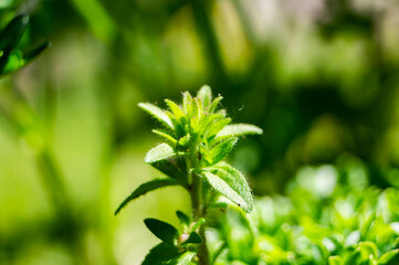 Fototapeta na wymiar Beautiful green flower spice parsley close-up. macro photo