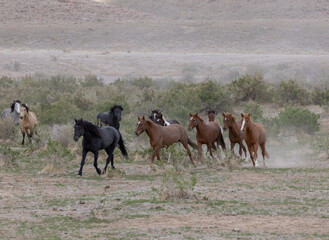 Herd of Wild Horses in the Utah Desert