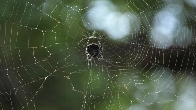 Bark Spider, Caerostris sexcuspidata, tugs on strands of spiderweb with morning dew