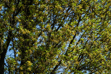 Quercus ilex, evergreen oak, holly or stone oak in Krasnodar city park. Close-up. Public landscape 'park Galitsky. Park for recreation and walking. Sunny Spring Day 2021