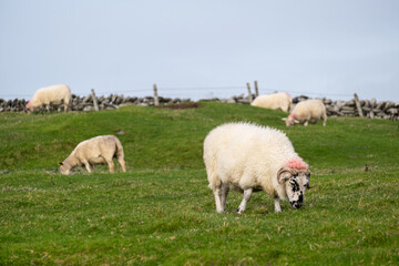 Obraz na płótnie Canvas Sheep on grass in Ireland
