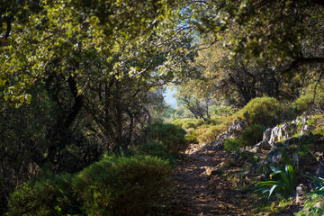 Mysterious and fabulous path between trees on the Lycian way in Turkey