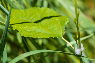 Spittlebug Froth A1R_7636