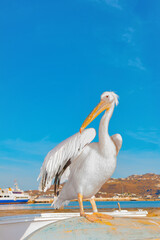 Famous Pelican Petros Mykonos island Greece Cyclades - 439872243