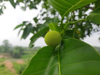 Neolamarckia cadamba fruit. Its other  names burflower tree, laran, Leichhardt pine ,and called kadam. Kadam features in Indian religions and mythologies. The color of Kadamba fruit is orage.