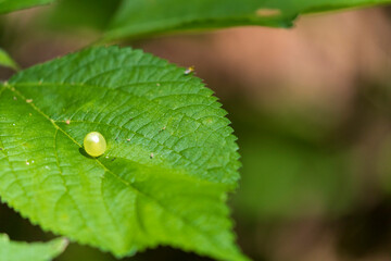 Tiger Swallowtail egg on leaf A1R_7673
